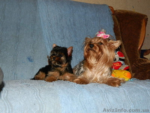 йоркширский терьер!!..