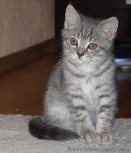 Продается котёнок британец  - <ro>Изображение</ro><ru>Изображение</ru> #1, <ru>Объявление</ru> #467041