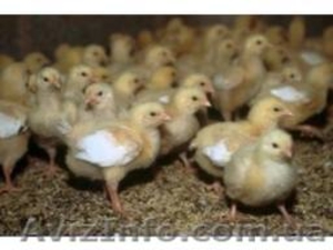 Подрост цыплят Бройлер КОББ-500 в возрасте 7-21 дн - <ro>Изображение</ro><ru>Изображение</ru> #1, <ru>Объявление</ru> #513665