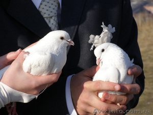 Белые голуби на свадьбу. - <ro>Изображение</ro><ru>Изображение</ru> #1, <ru>Объявление</ru> #556349