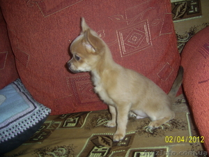 продам щенки чихуахуа