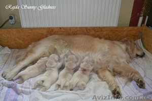 Продам щенков Голден Ретривера от Чемпионов