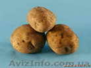 картошка куплю сумы