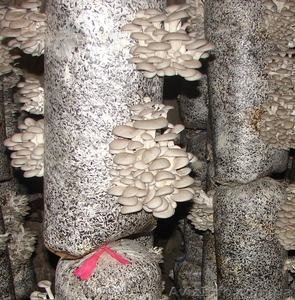 мицелий вешенки Полтава