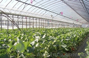 Рабочие на теплицы. Польша