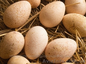 Яйцо курное инкубационное - <ro>Изображение</ro><ru>Изображение</ru> #1, <ru>Объявление</ru> #872382