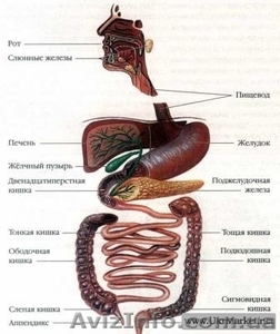  Чистка толстого  кишечника – гидроколонотерапия  - <ro>Изображение</ro><ru>Изображение</ru> #2, <ru>Объявление</ru> #650645
