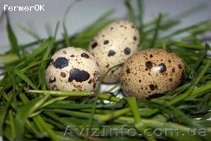 Инкубационные яйца перепелов разных пород - <ro>Изображение</ro><ru>Изображение</ru> #1, <ru>Объявление</ru> #922189