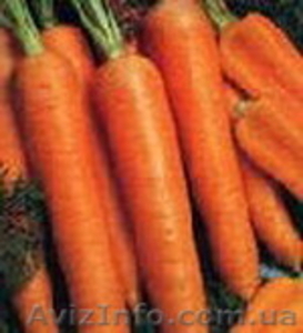Продам Морковь Шантоне оптом  - <ro>Изображение</ro><ru>Изображение</ru> #1, <ru>Объявление</ru> #938949