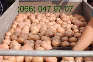 Продам картофель продам картоплю - <ro>Изображение</ro><ru>Изображение</ru> #1, <ru>Объявление</ru> #486773