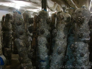 мицелий вешенки пакеты увлажнитель Николаев