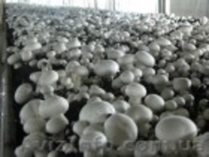 Компания реализует маточный мицелий грибов - <ro>Изображение</ro><ru>Изображение</ru> #1, <ru>Объявление</ru> #1129698