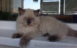 кошечка от чемпиона с голубыми глазами