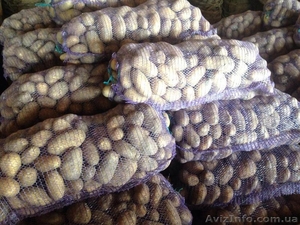 Продам картофель сорт Гранада из песка