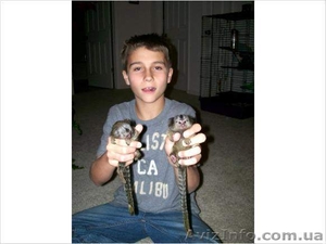 Мартышка Обезьяна для принятия