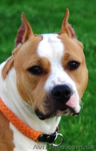 Резервирование высокопородных щенков амстаффа 