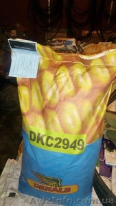 Семена кукурузы Monsanto Dekalb (Монсанто Декалб). Оригинал 100% - <ro>Изображение</ro><ru>Изображение</ru> #1, <ru>Объявление</ru> #1365308