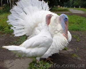 Суточные индюшата белые широкогрудые.