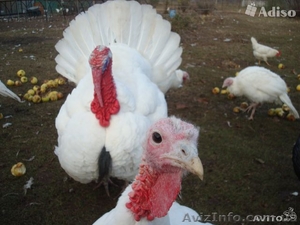 Индюшата суточные белые широкогрудые. запись на 27.06