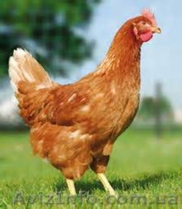 Цыплята суточные Браун Ник. Супер несушка!  