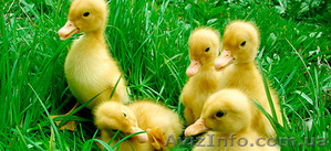 Утята суточные бройлерного кросса Темп