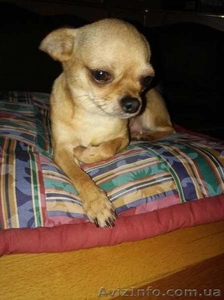 Букет Чихуахуа. Саморожающая многоплодная линия