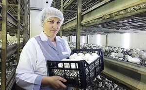 Підприємство з вирощування грибів шампіньйонів запрошує на роботу