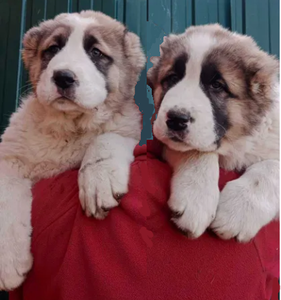 Цуценята середньоазіатської вівчарки