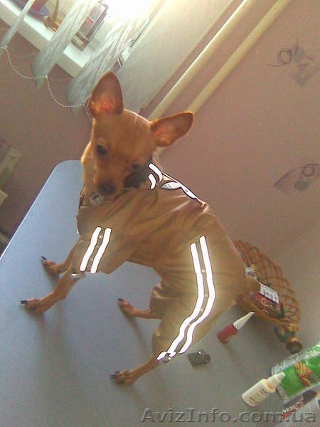 Вязка Той-Терьер - <ro>Изображение</ro><ru>Изображение</ru> #2, <ru>Объявление</ru> #10094