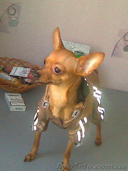 Вязка Той-Терьер - <ro>Изображение</ro><ru>Изображение</ru> #1, <ru>Объявление</ru> #10094