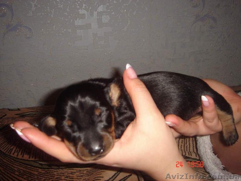 Продам щенков таксы! - <ro>Изображение</ro><ru>Изображение</ru> #1, <ru>Объявление</ru> #25049