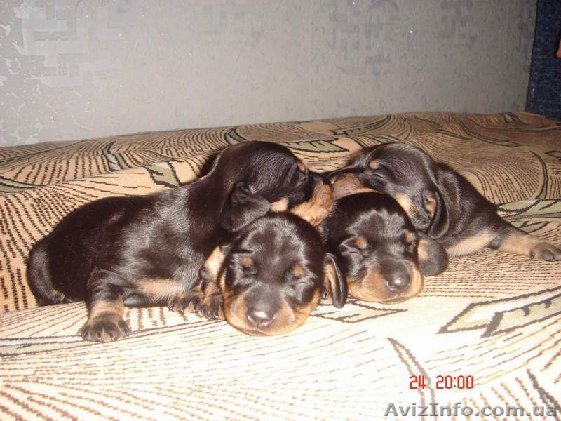 Продам щенков таксы! - <ro>Изображение</ro><ru>Изображение</ru> #2, <ru>Объявление</ru> #25049