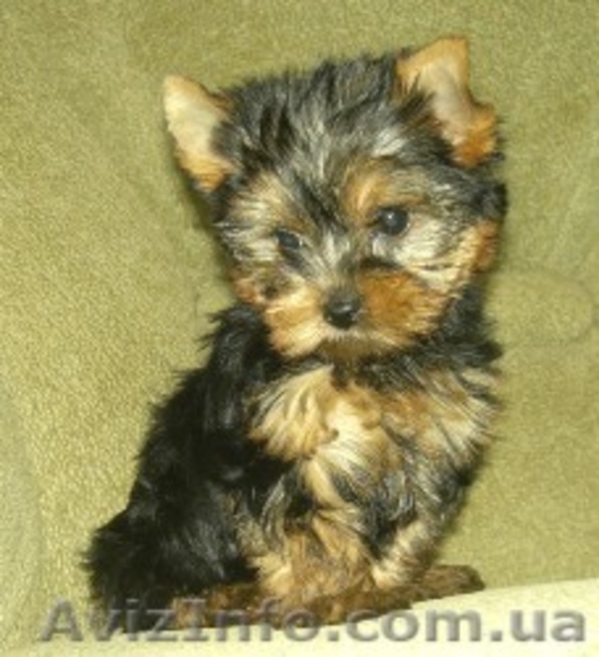 продами ЙОРКШИРСКИЙ ТЕРЬЕР - <ro>Изображение</ro><ru>Изображение</ru> #1, <ru>Объявление</ru> #35573