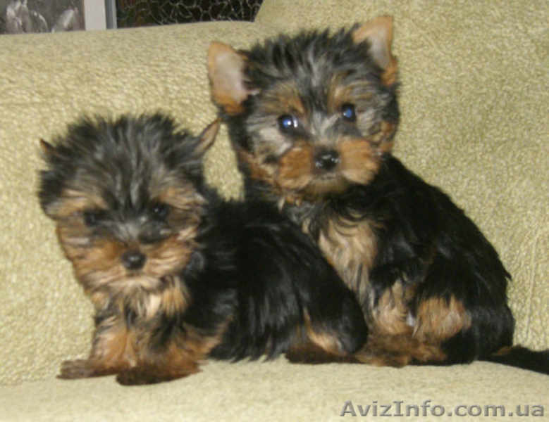 продами ЙОРКШИРСКИЙ ТЕРЬЕР - <ro>Изображение</ro><ru>Изображение</ru> #2, <ru>Объявление</ru> #35573