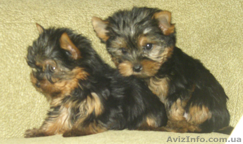 продами ЙОРКШИРСКИЙ ТЕРЬЕР - <ro>Изображение</ro><ru>Изображение</ru> #3, <ru>Объявление</ru> #35573