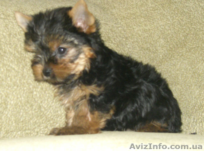 продами ЙОРКШИРСКИЙ ТЕРЬЕР - <ro>Изображение</ro><ru>Изображение</ru> #5, <ru>Объявление</ru> #35573