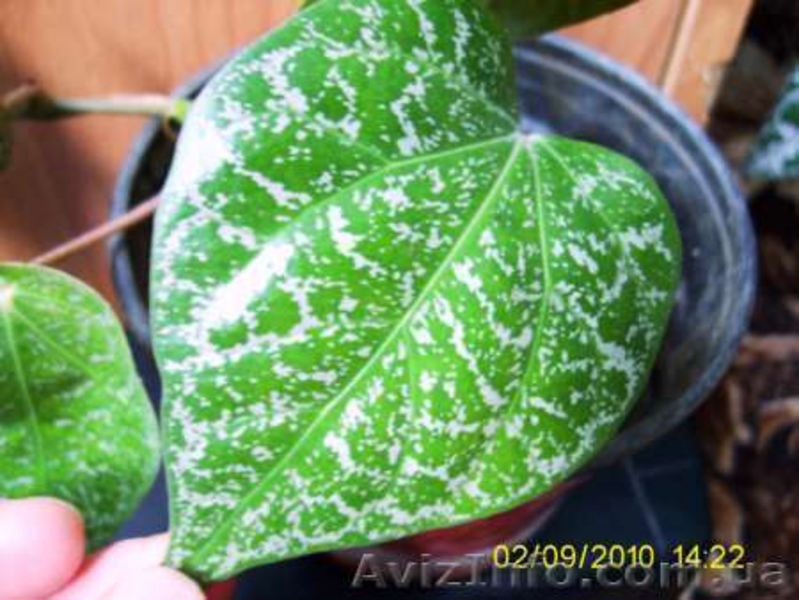 Много разной экзотики плодовые и цветущие - <ro>Изображение</ro><ru>Изображение</ru> #2, <ru>Объявление</ru> #75124