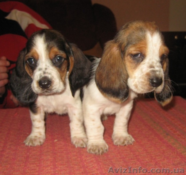 Продаются щенки Бассет Хаунд - <ro>Изображение</ro><ru>Изображение</ru> #2, <ru>Объявление</ru> #156761