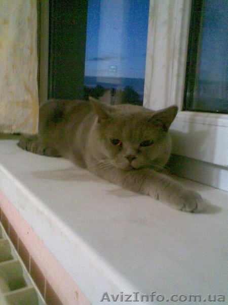 вязка,коты рыжий веслоухий и лиловый со стоячими ушами ищут невест  - <ro>Изображение</ro><ru>Изображение</ru> #1, <ru>Объявление</ru> #137179