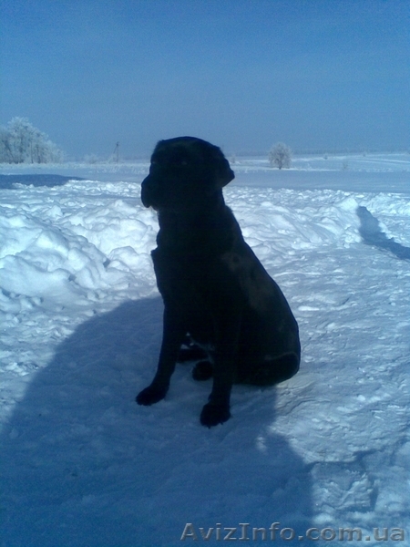 щенки лабрадора черного и палевого окраса  - <ro>Изображение</ro><ru>Изображение</ru> #3, <ru>Объявление</ru> #153474