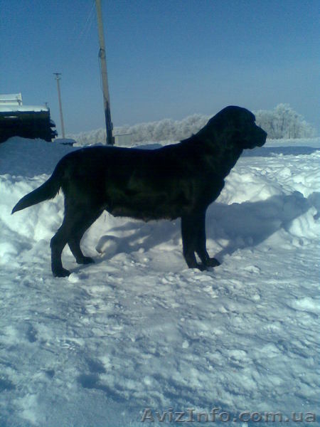щенки лабрадора черного и палевого окраса  - <ro>Изображение</ro><ru>Изображение</ru> #1, <ru>Объявление</ru> #153474