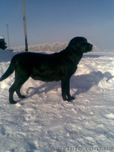 щенки лабрадора черного и палевого окраса  - <ro>Изображение</ro><ru>Изображение</ru> #2, <ru>Объявление</ru> #153474