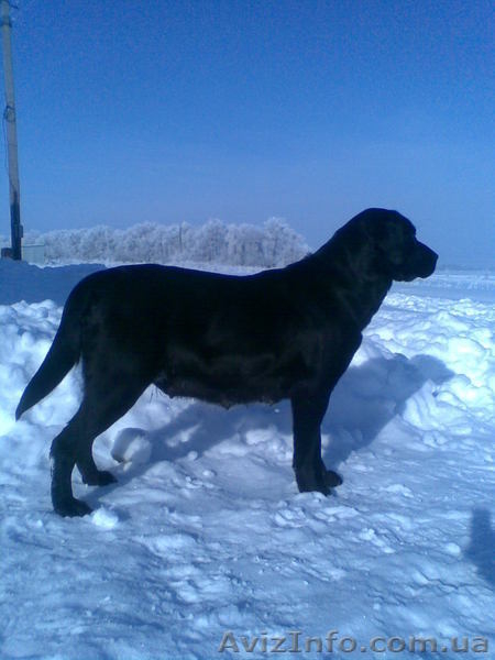 собаки. лабрадор. - <ro>Изображение</ro><ru>Изображение</ru> #1, <ru>Объявление</ru> #153637