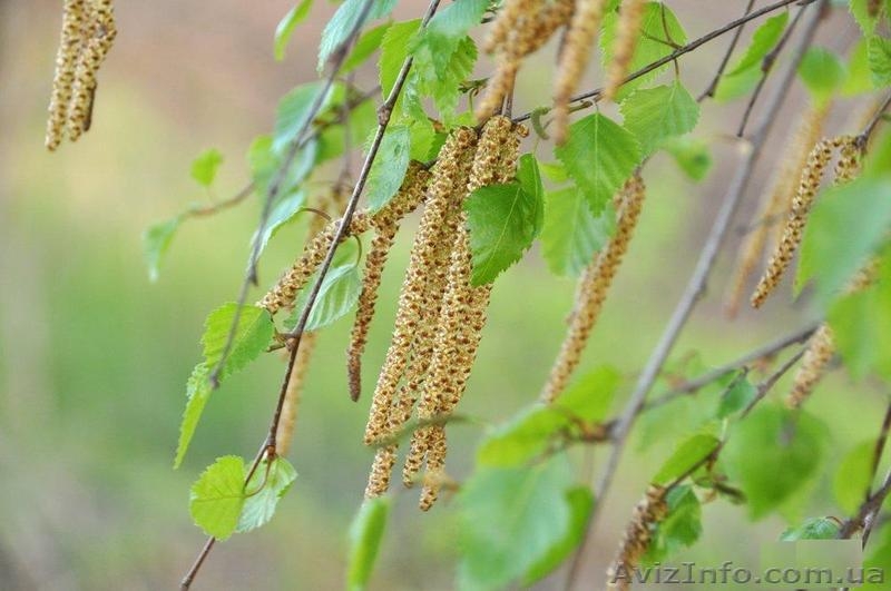 Продам саженцы дуба, клена, березы - <ro>Изображение</ro><ru>Изображение</ru> #1, <ru>Объявление</ru> #209331