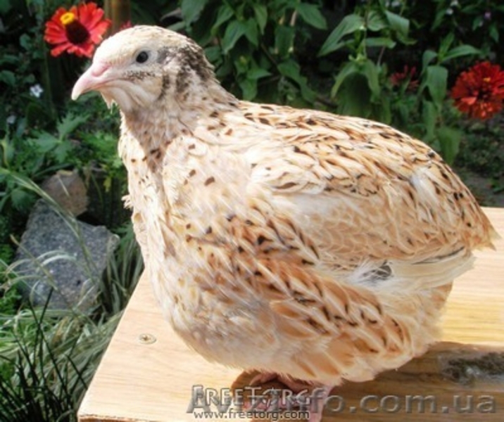 Продам перепелов разных пород и возраста. - <ro>Изображение</ro><ru>Изображение</ru> #1, <ru>Объявление</ru> #204749