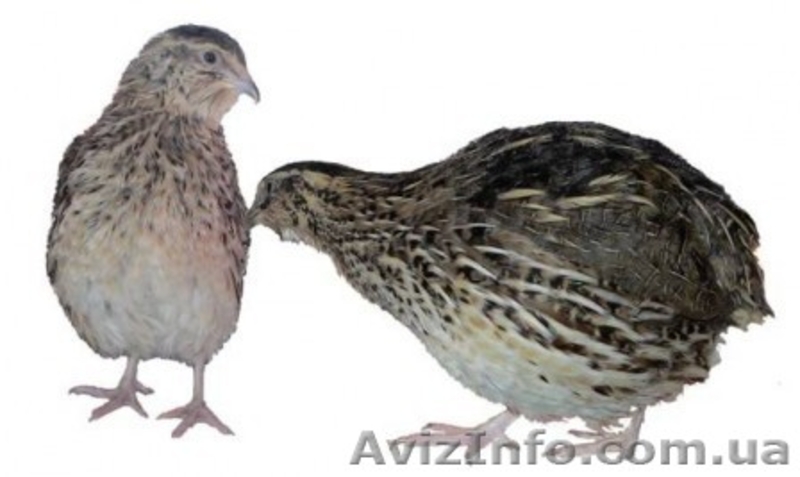 Продам перепелов разных пород и возраста. - <ro>Изображение</ro><ru>Изображение</ru> #2, <ru>Объявление</ru> #204749