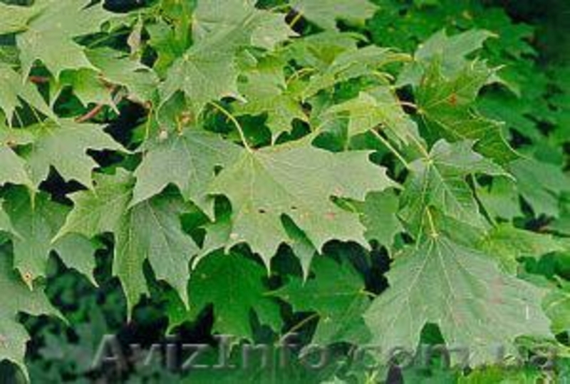 Продам саженцы дуба, клена, березы - <ro>Изображение</ro><ru>Изображение</ru> #3, <ru>Объявление</ru> #209331