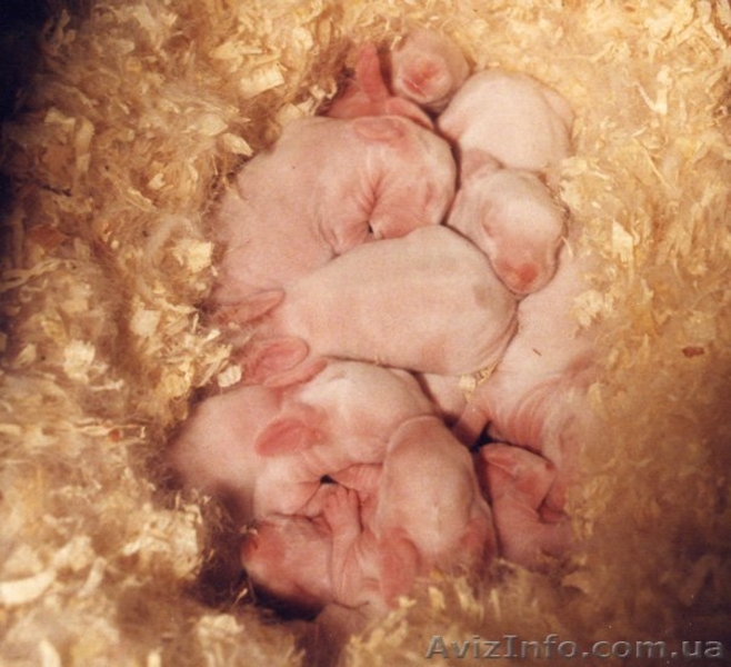 Декоративные зайки - <ro>Изображение</ro><ru>Изображение</ru> #1, <ru>Объявление</ru> #247940