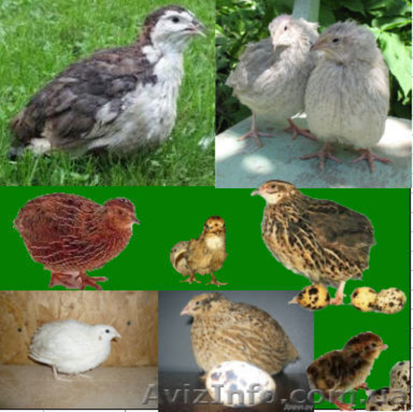 Продам перепелов разных пород и возраста. - <ro>Изображение</ro><ru>Изображение</ru> #4, <ru>Объявление</ru> #204749