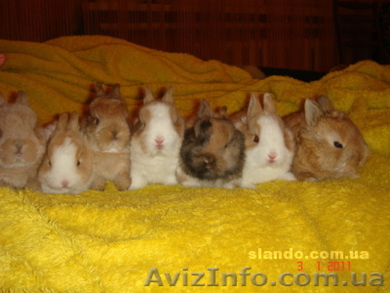 Декоративные зайки - <ro>Изображение</ro><ru>Изображение</ru> #2, <ru>Объявление</ru> #247940